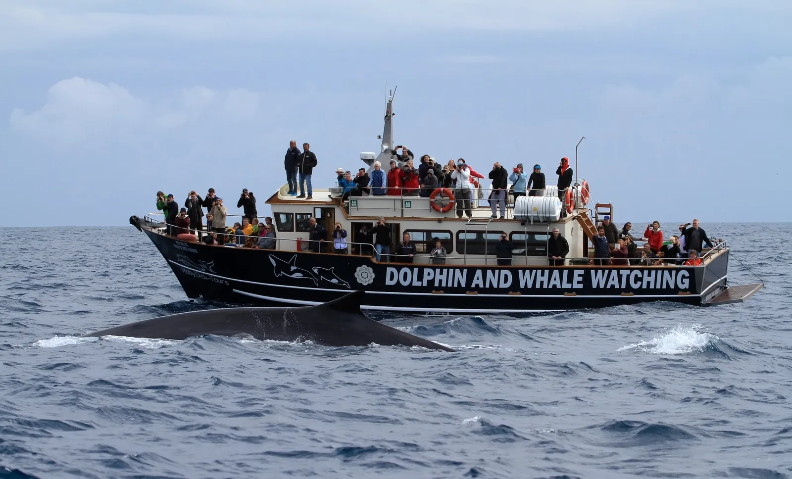 A embarcação original da MobyDick-Tours em serviço, passageiros no convés e uma baleia à superfície ao lado