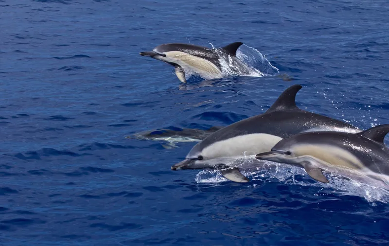 Grupo de golfinhos-comuns a saltar nas águas do Atlântico perto de São Miguel, Açores