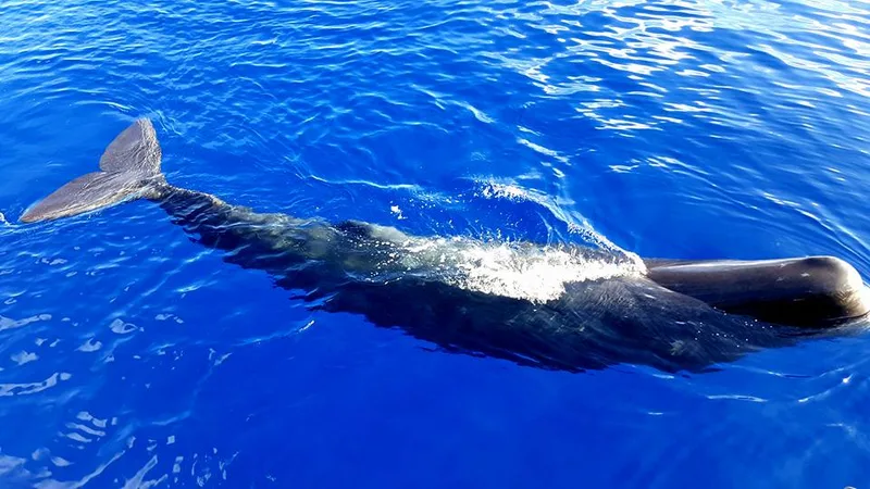 Cachalote à superfície do Atlântico azul profundo perto de São Miguel, Açores